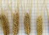 В Самарской области вывели сорт твердой озимой пшеницы