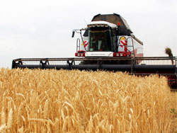 В Самарской области собрано более 2 миллионов тонн зерна